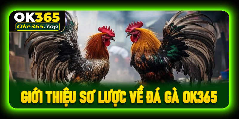 Giới thiệu sơ lược thông tin về đá gà OK365
